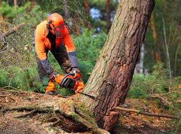 Best Aeration Services  in Barnum Island, NY