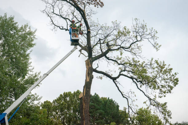 Best Hazardous Tree Removal  in Barnum Island, NY