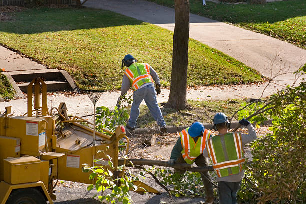 Best Arborist Consultation Services  in Barnum Island, NY