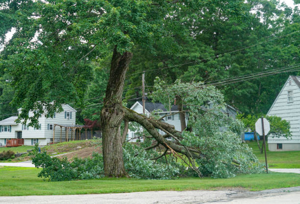 Best Tree Disease Treatment  in Barnum Island, NY