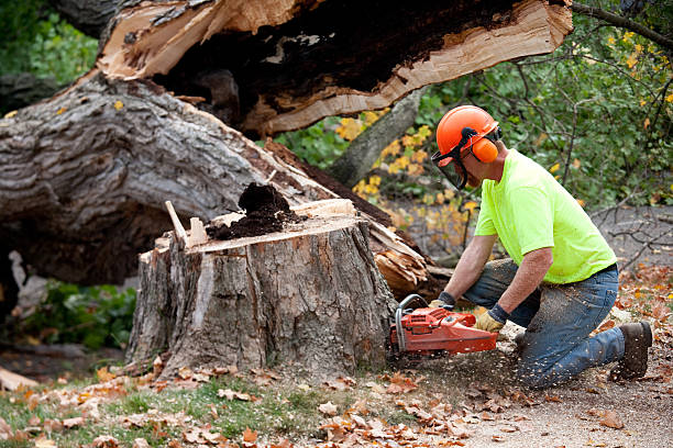 How Our Tree Care Process Works  in  Barnum Island, NY