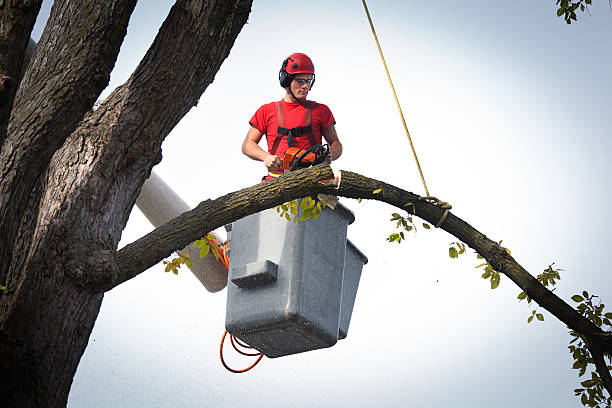 Best Hedge Trimming  in Barnum Island, NY