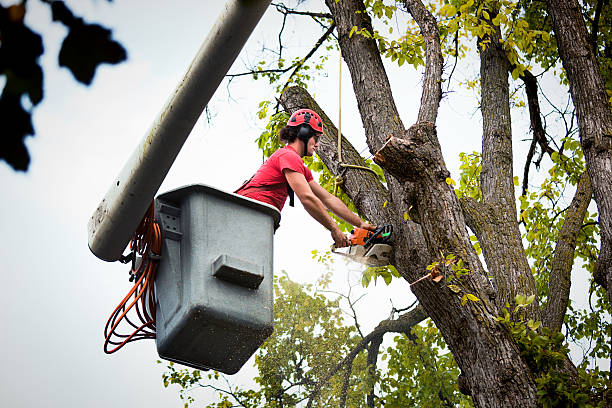 Trusted Barnum Island, NY Tree Removal Experts