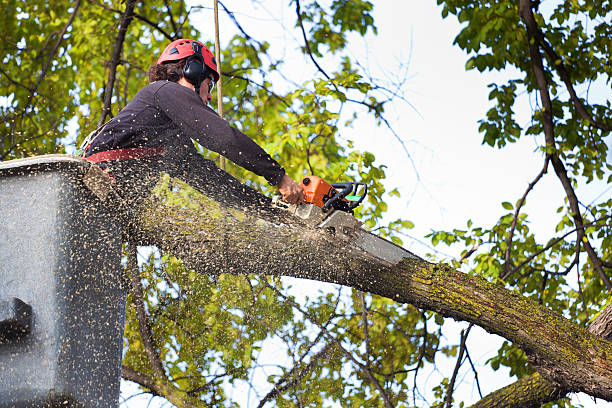 Best Grass Overseeding  in Barnum Island, NY